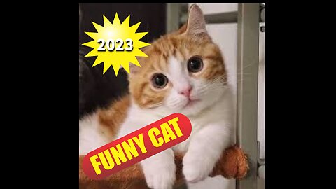 FUNNY CAT 2023 HAPPY NEW YEAR