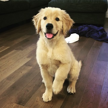 9-week-old puppy already knows lots of tricks