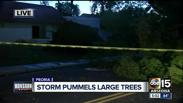 Storm pummels large trees in Peoria
