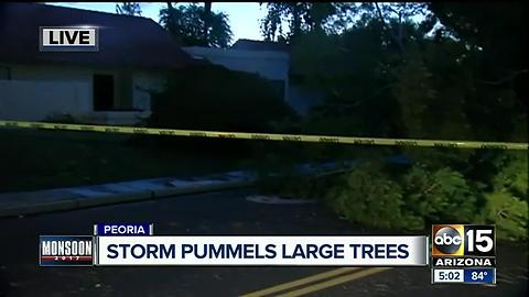 Storm pummels large trees in Peoria