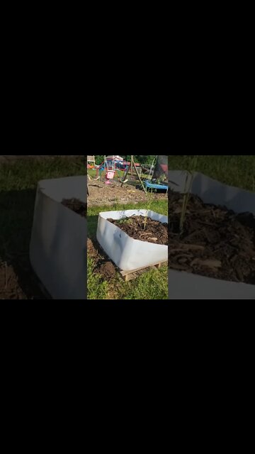 How to grow bamboo with out it getting out of control #bamboo #homegrown #short