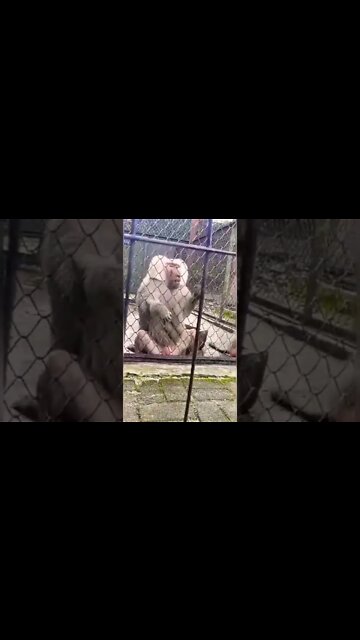 BABOON #shorts #baboon