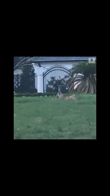 Houston, Texas: Authorities are searching a man whose tiger was found around a neighborhood 😱😱😱😱😱