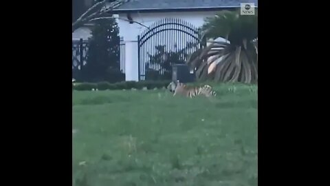 Houston, Texas: Authorities are searching a man whose tiger was found around a neighborhood 😱😱😱😱😱