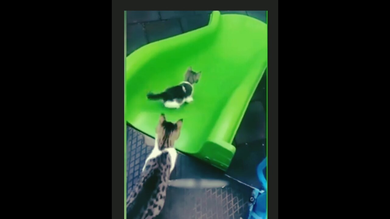 funny animal video.dog v/s cat