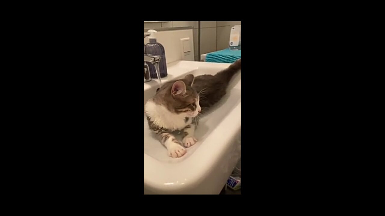 The cat is sitting in the basin