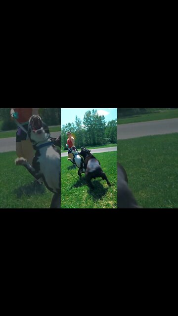 Cane Corso DESTROYS Bully Attitude #shorts #bully #pitbull