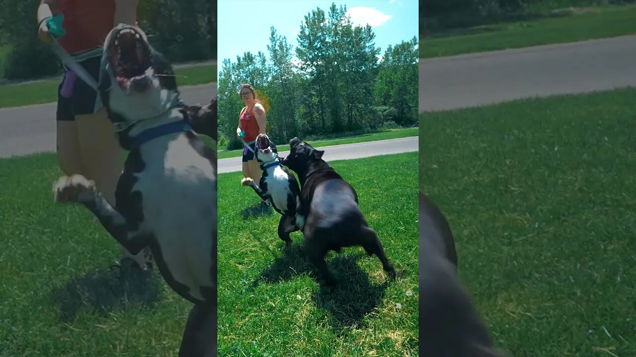 Cane Corso DESTROYS Bully Attitude #shorts #bully #pitbull