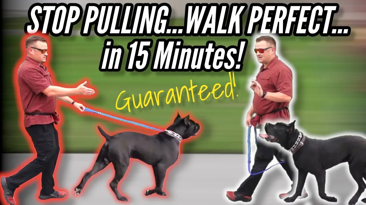 How to STOP your DOG PULLING on LEASH...GUARANTEED! / / Dog Trainer's Secret Revealed