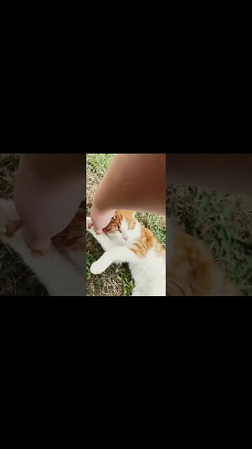 My cat has a new name! #viral #viralvideo #cat #viralcat