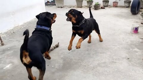 At my shop street dogs wait for me to give them food.