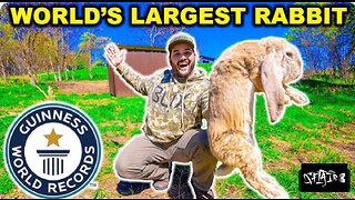 I bought the WORLD’S LARGEST RABBIT at the auction