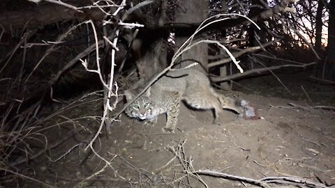 Nebraska Bobcat!