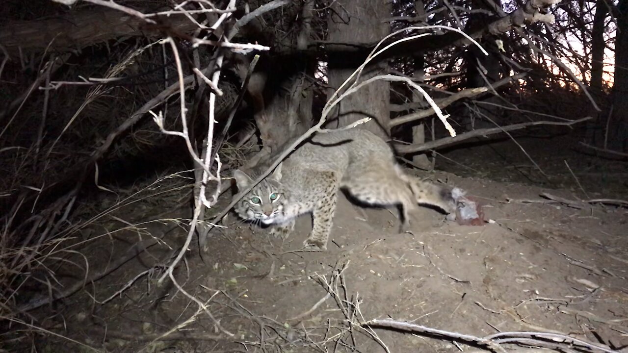 Nebraska Bobcat!