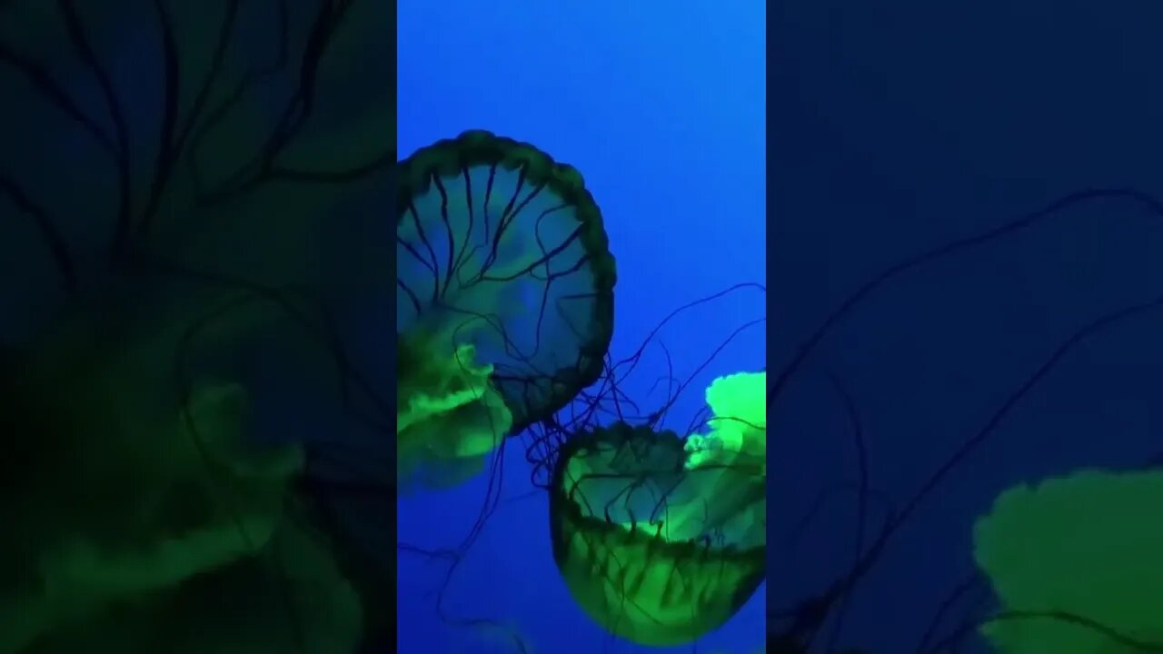 Amazing Jellyfish