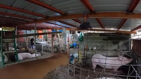 WIRING THE PIGGERY 2