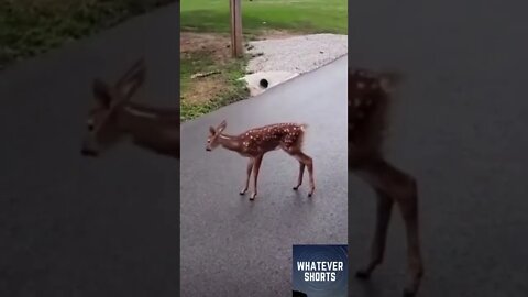 Very emotionally confused doe and bystander #shorts #deer #animals #emotion