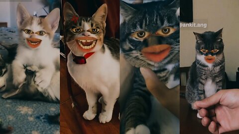 cat 😺 funny video editing |😱 cat trending comedy video editing 🤩 || trending cat funny comedy video😂