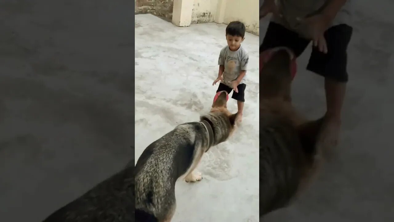 #dog #dogwithchild