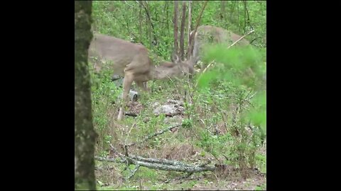 deer herd