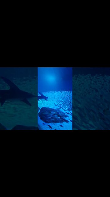 Hammerhead and Tiger Sharks 🦈 #Hammerhead #Shark #tiger #Georgia #Aquarium #atlanta #sharks