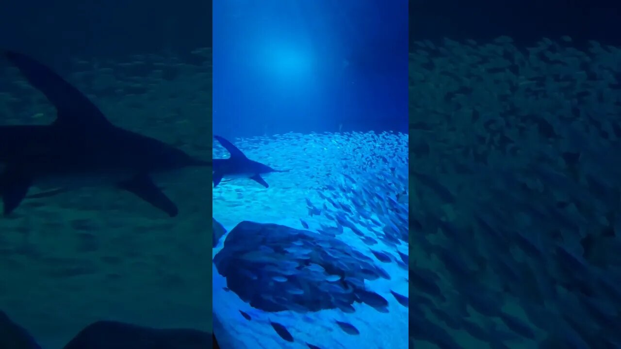 Hammerhead and Tiger Sharks 🦈 #Hammerhead #Shark #tiger #Georgia #Aquarium #atlanta #sharks