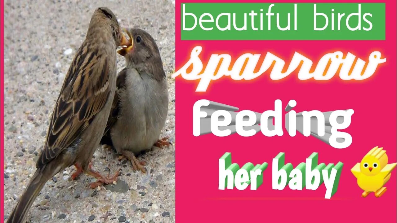 Sparrow/eating/feeding/sparrow feeding her baby 🐥