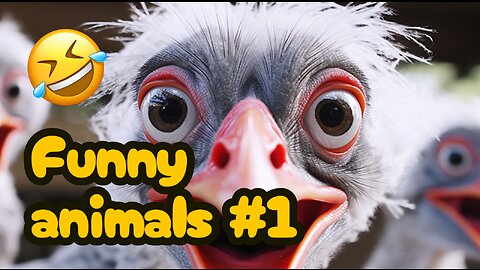 Funny Animals Compilation #1 - #Pets&Giggles #pets #funny