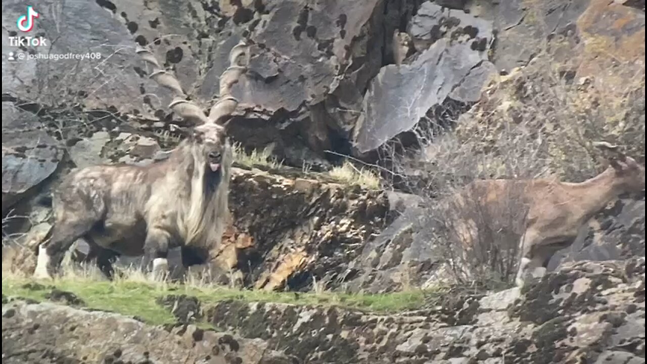 Markhor in Tajikistan
