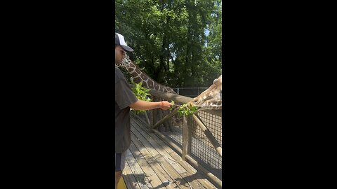 Feeding the tallest animal