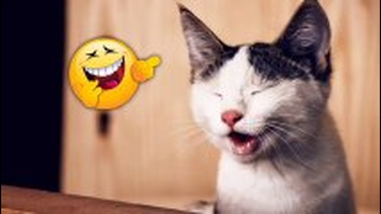 Funny Cats - Best Funny Animals. Video 64