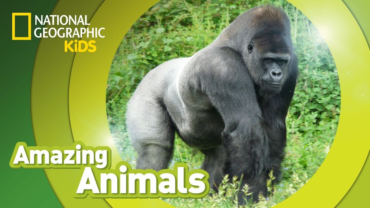 Gorilla | Amazing Animals