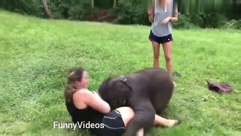 Funny Animals Videos | Funny Girl Video lucu 2019 | Funny girl Fails | funny zoo animals