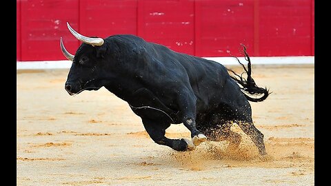Bull fight Funny very Funny