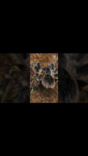 chaco golden knee tarantula shorts