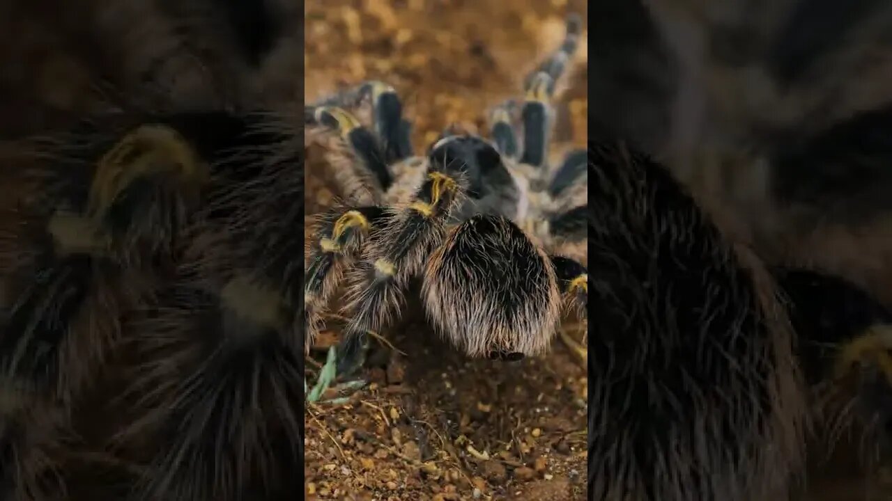 chaco golden knee tarantula shorts