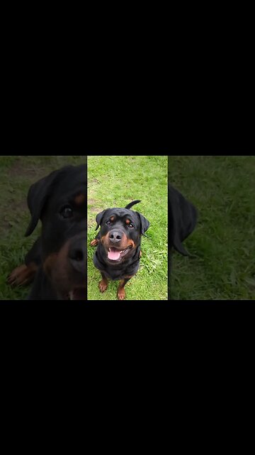 Has Your Dog Got Smelly Ears? The Cure - Oticurant 100% Natural #dog #dogears #rottweiler