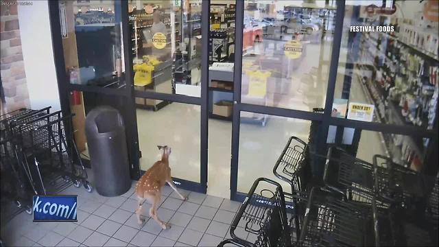 Deer walks through Festival Foods store