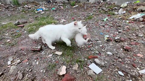 Worried mother cat took her kitten for medical checkup but kitten didn't want to go!