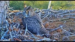 🥚 Egg Roll Reveals No Pip Yet 🦉 2/16/22 17:40