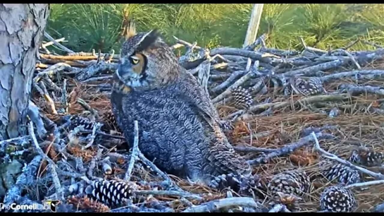 🥚 Egg Roll Reveals No Pip Yet 🦉 2/16/22 17:40