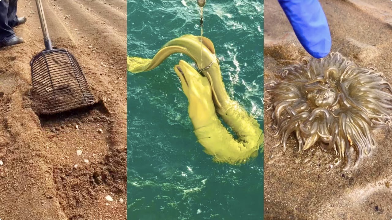 Activities of Chinese Fishermen Hunting Various Sea Animals around the Beach 🐙 Sea Creatures