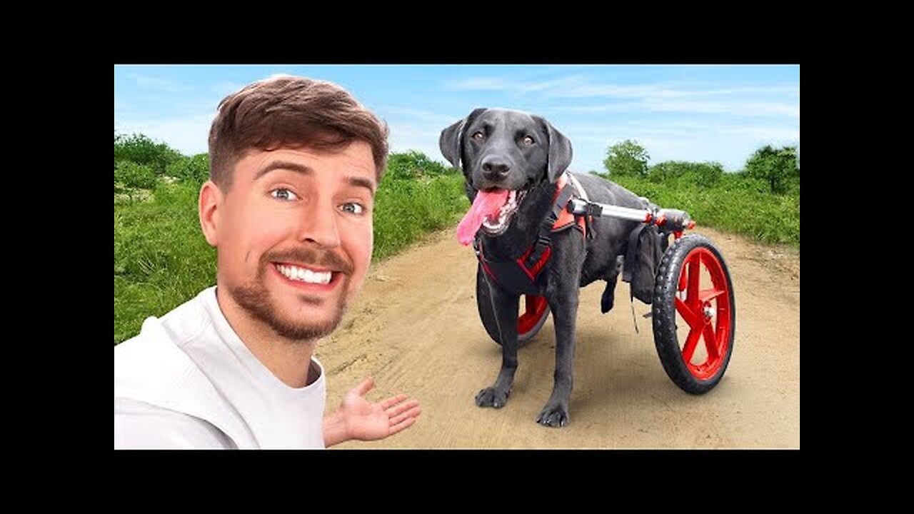 we help this paralysed dog run again mr beast