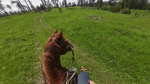 Cajun Horseman Spooked by Cattle. 😂🤣🐴