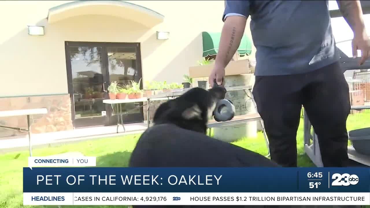 Pet of the week: Oakley