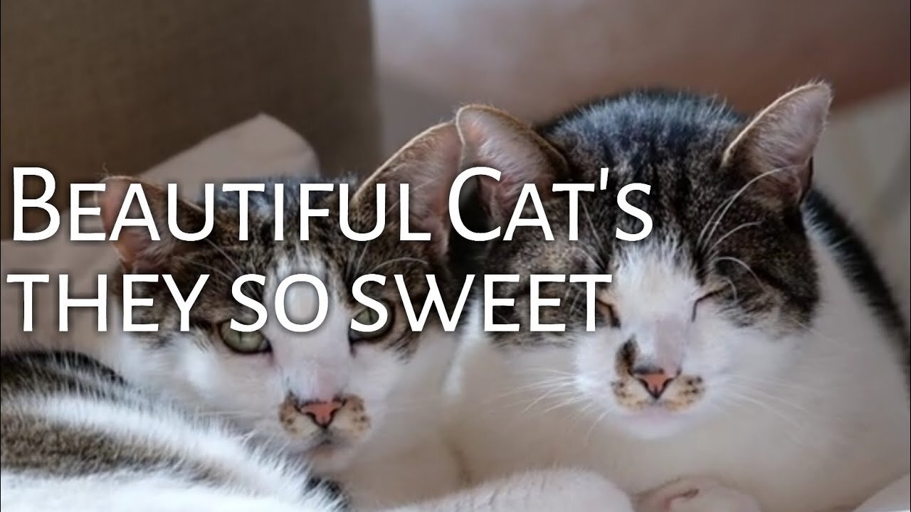 Cute cats and kittens video 😍- cute cats funny video 😍#short