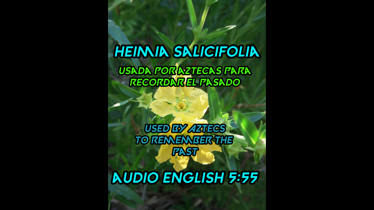 Heimia Salicifolia 🍀👉 Usadas Por Aztecas 💖 Recordar Eventos Del Pasado🌷 🌻