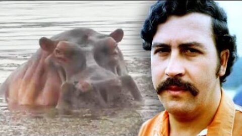 Descendants of Pablo Escobar’s Hippos to Be Declared Invasive
