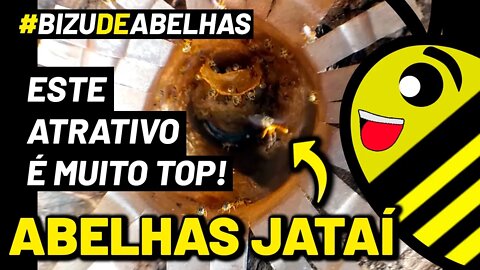 🐝 ATRATIVO MISTO - Capturei JATAÍ e outras ABELHAS SEM FERRÃO #shorts