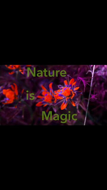 A Nature Walk | Canon R6 + RF 100-400 #shorts